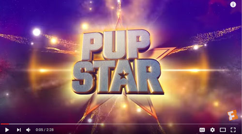 Pup-Star-Trailer