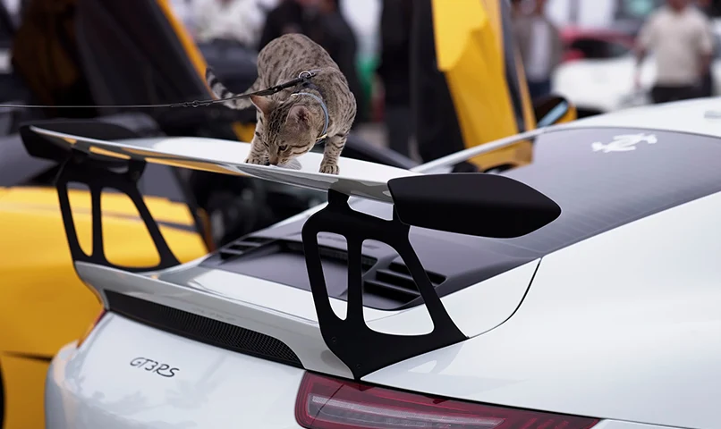 Cats n Cars